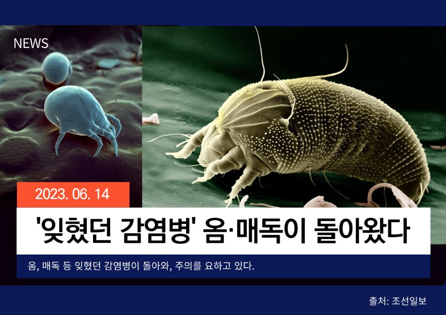 [조선일보] ‘잊혔던 감염병’ 옴·매독이 돌아왔다 이미지