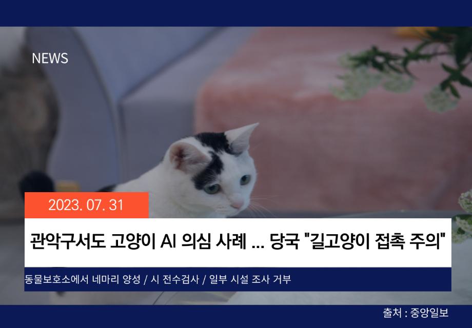 [중앙일보] 관악구서도 고양이 AI 의심 사례 ... 당국 "길고양이 접촉 주의" 이미지