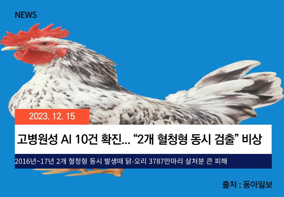 [동아일보] 고병원성 AI 10건 확진... “2개 혈청형 동시 검출” 비상 이미지