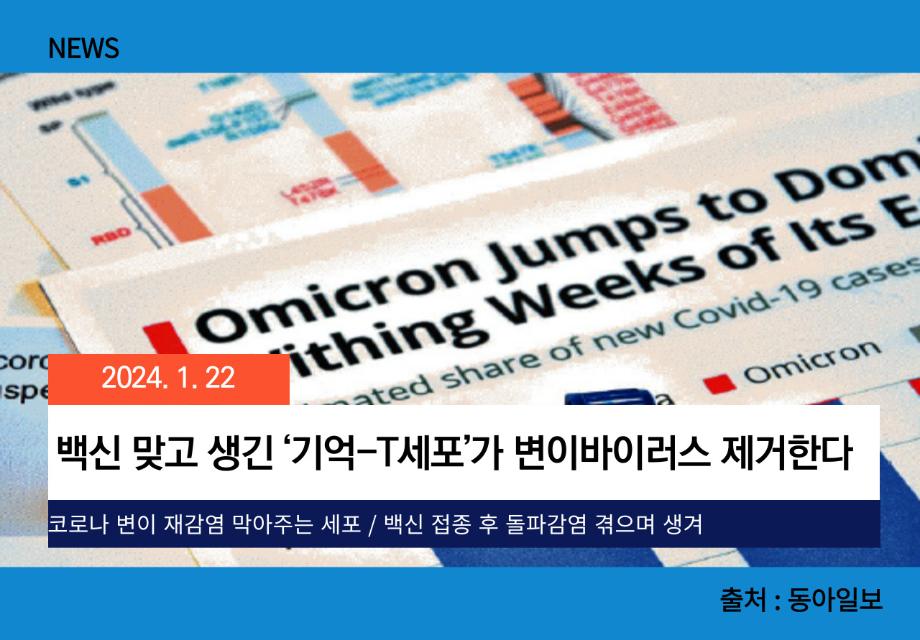 [동아일보] 백신 맞고 생긴 ‘기억-T세포’가 변이바이러스 제거한다 이미지