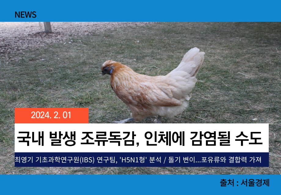 [서울경제] 국내 발생 조류독감, 인체에 감염될 수도 이미지