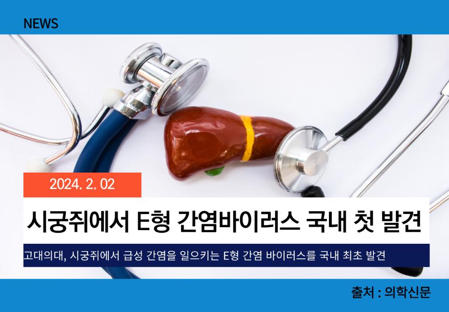 [의학신문] 시궁쥐에서 E형 간염바이러스 국내 첫 발견 이미지