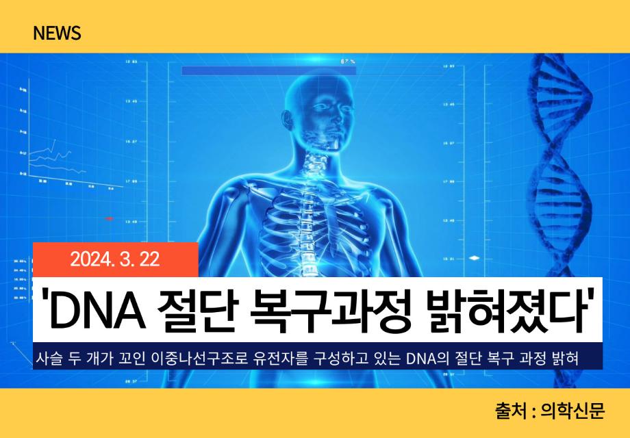 [의학신문] 'DNA 절단 복구과정 밝혀졌다' 이미지