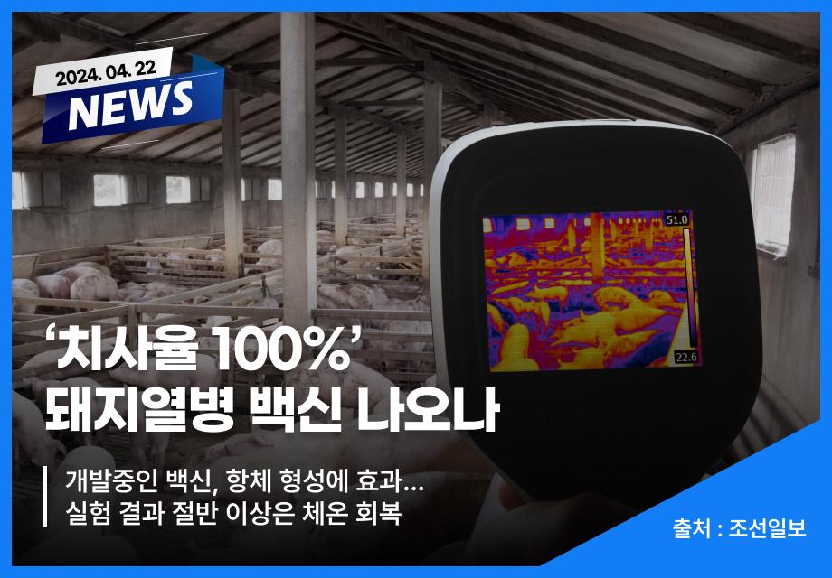 [조선일보] ‘치사율 100%’ 돼지열병 백신 나오나 이미지