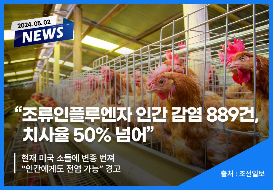 [조선일보] “조류인플루엔자 인간 감염 889건, 치사율 50% 넘어” 이미지