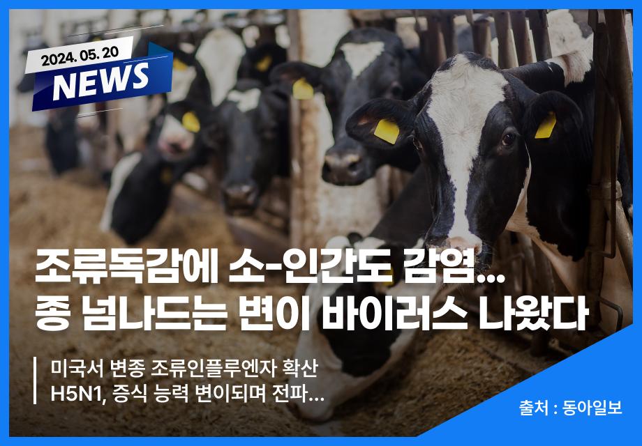 [동아일보] 조류독감에 소-인간도 감염... 종 넘나드는 변이 바이러스 나왔다 이미지