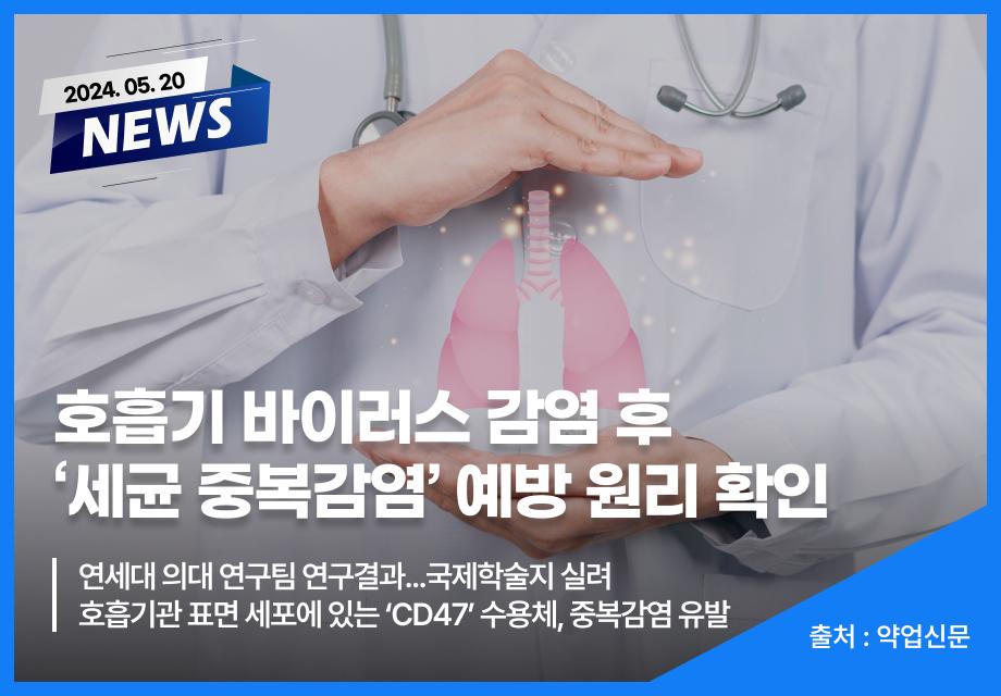 [약업신문] 호흡기 바이러스 감염 후 ‘세균 중복감염’ 예방 원리 확인 이미지