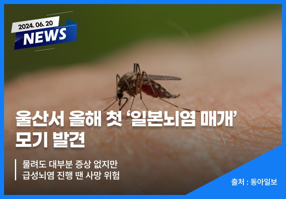 [동아일보] 울산서 올해 첫 ‘일본뇌염 매개’ 모기 발견 이미지