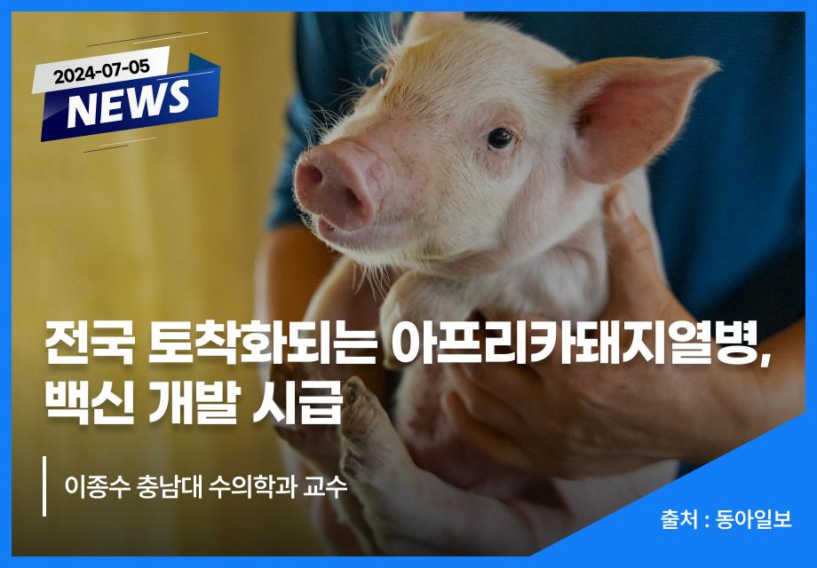 [동아일보] 전국 토착화되는 아프리카돼지열병, 백신 개발 시급 이미지