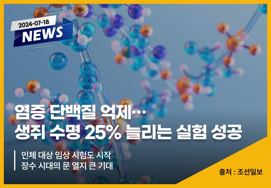 [조선일보] 염증 단백질 억제… 생쥐 수명 25% 늘리는 실험 성공 이미지