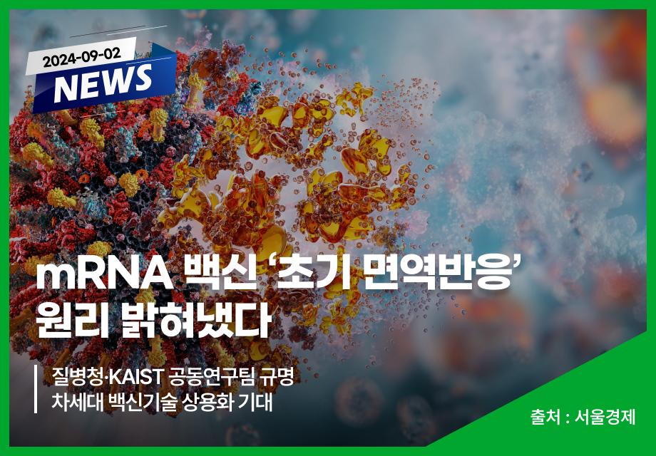 [서울경제] mRNA 백신 ‘초기 면역반응’ 원리 밝혀냈다 이미지