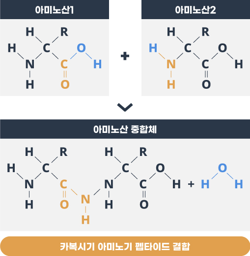 카복시기 아미노기 펩타이드 결합