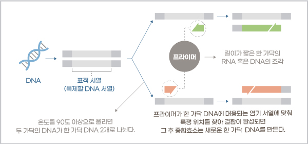 중합효소 연쇄반응 